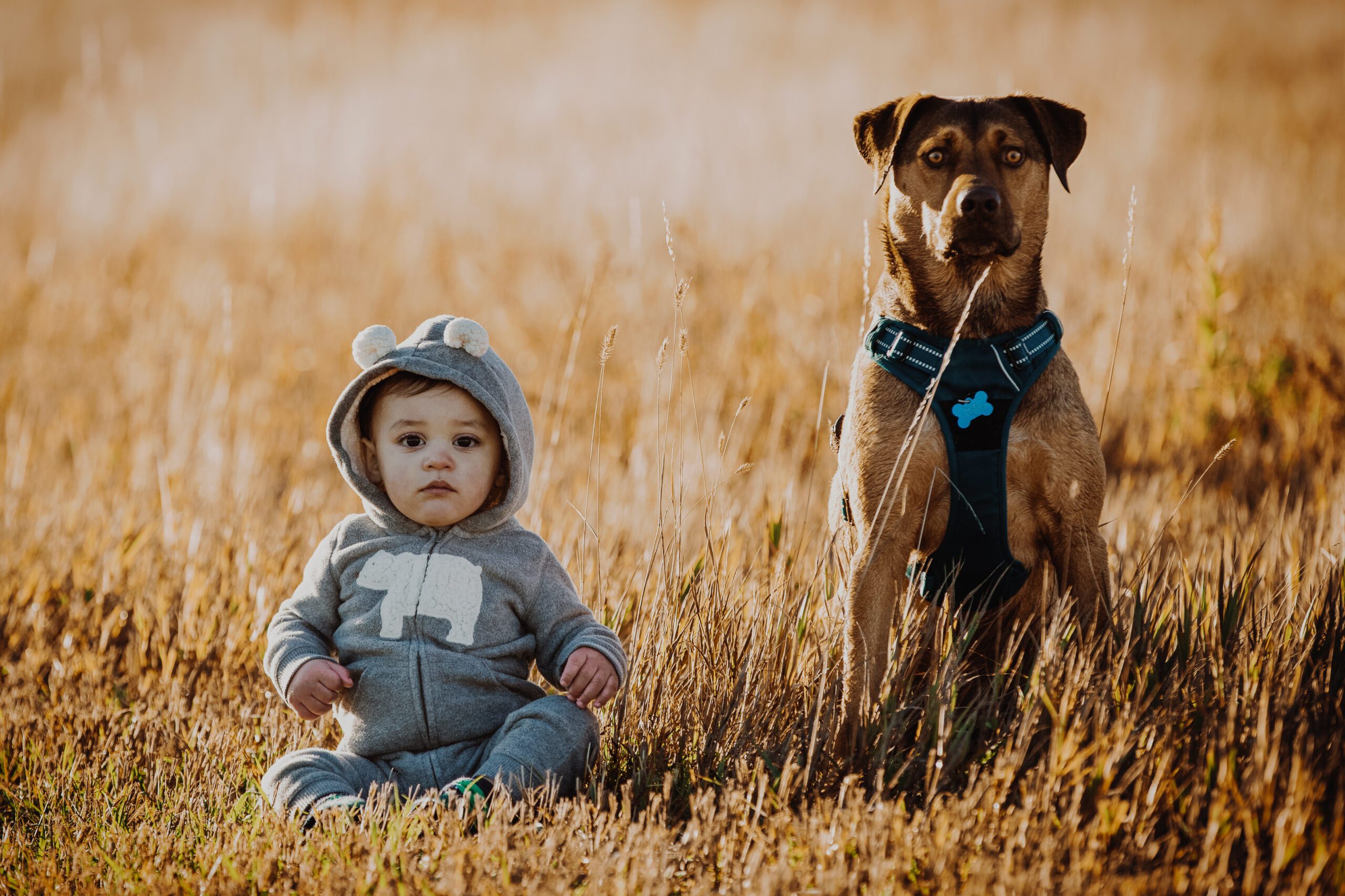 A toddler in a hooded jumper and a dog sitting in a field